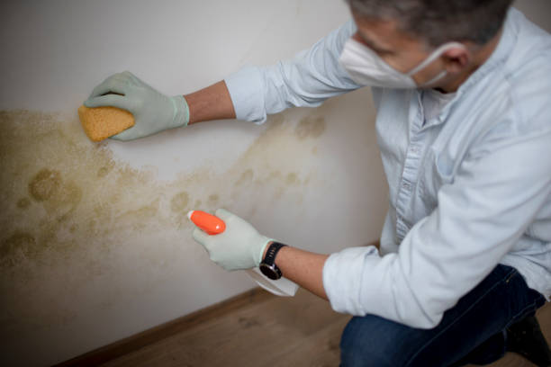 Best Attic Mold Removal  in Clemson, SC